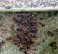 Puccinia plagianthi