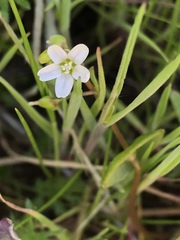 Claytonia parviflora