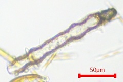 Surirella librile