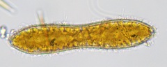 Surirella librile