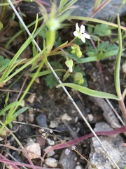 Claytonia parviflora