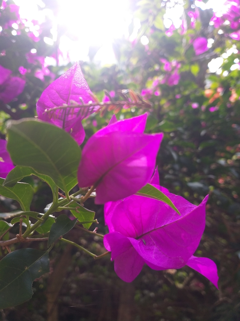 bougainvilleas from Paseo Nuevo, 94723 Paseo Nuevo, Ver., México on ...