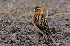 Fan-Tailed Widowbird photo 4