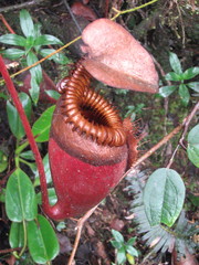 Nepenthes villosa