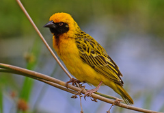 Speke's Weaver photo 4
