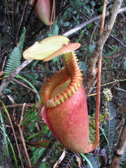 Nepenthes villosa