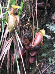 Nepenthes villosa
