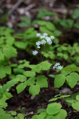 Thalictrum filamentosum