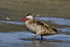 Red-Billed Teal photo 2