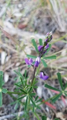 Lupinus truncatus
