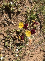 Erythranthe shevockii