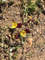 Erythranthe shevockii