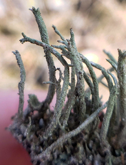 Cladonia ramulosa