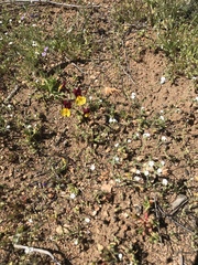 Erythranthe shevockii