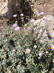 Erigeron rybius