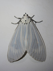 Neochera dominia