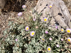 Erigeron rybius