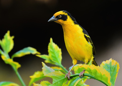 Baglafecht Weaver photo 3