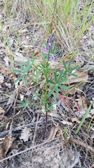 Lupinus truncatus