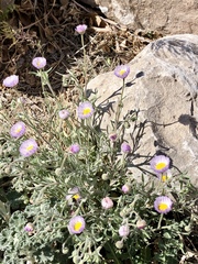 Erigeron rybius