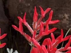 Astragalus coccineus
