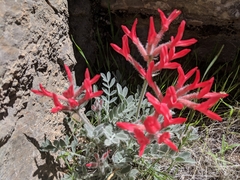 Astragalus coccineus