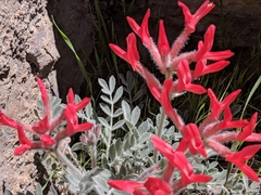 Astragalus coccineus