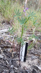 Lupinus truncatus