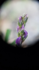 Lupinus truncatus