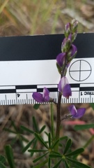 Lupinus truncatus