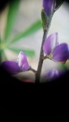 Lupinus truncatus