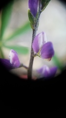 Lupinus truncatus