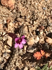 Erythranthe androsacea