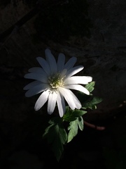 Anemonoides apennina
