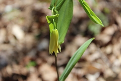 Uvularia perfoliata