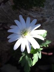 Anemonoides apennina