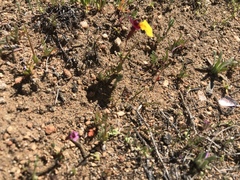 Erythranthe androsacea