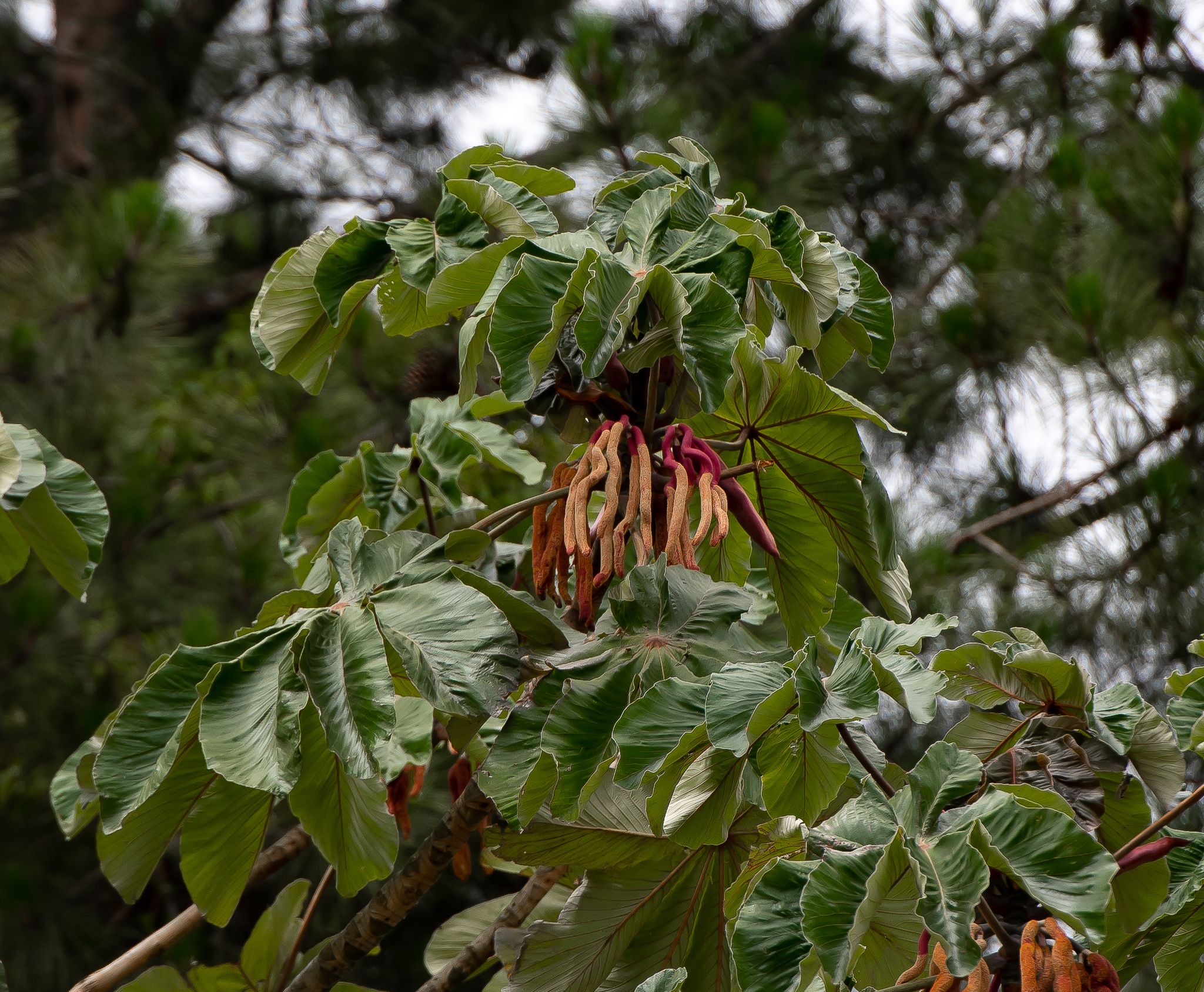 Cecropia glaziovii