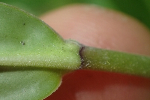 Image of Veronica pubescens by (c) Oscar Dove, some rights reserved (CC BY)
