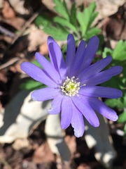 Anemonoides apennina