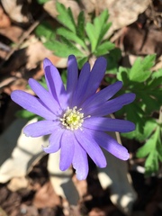 Anemonoides apennina
