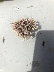 Amphiroa rigida