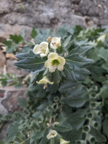 white henbane