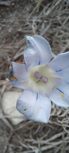 Image of Blackrim Bell (Roella incurva) by (c) Adele SL, some rights reserved (CC BY)