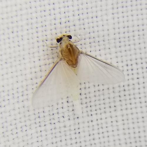 Amercaenis