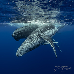 Humpback Whale photo 3