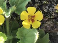 Erythranthe floribunda