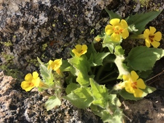 Erythranthe floribunda