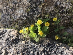 Erythranthe floribunda