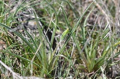 Nothocalais troximoides